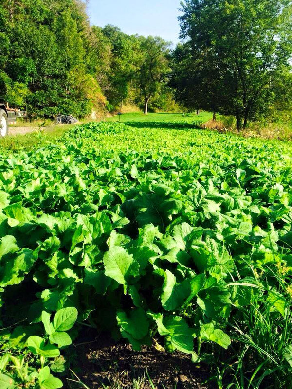 Sweet Feast (Brassica Blend)