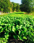 brassica field
