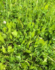 CLOVER BLEND PLUS CHICORY