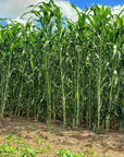 HEAVY DUTY FOOD PLOT SCREEN