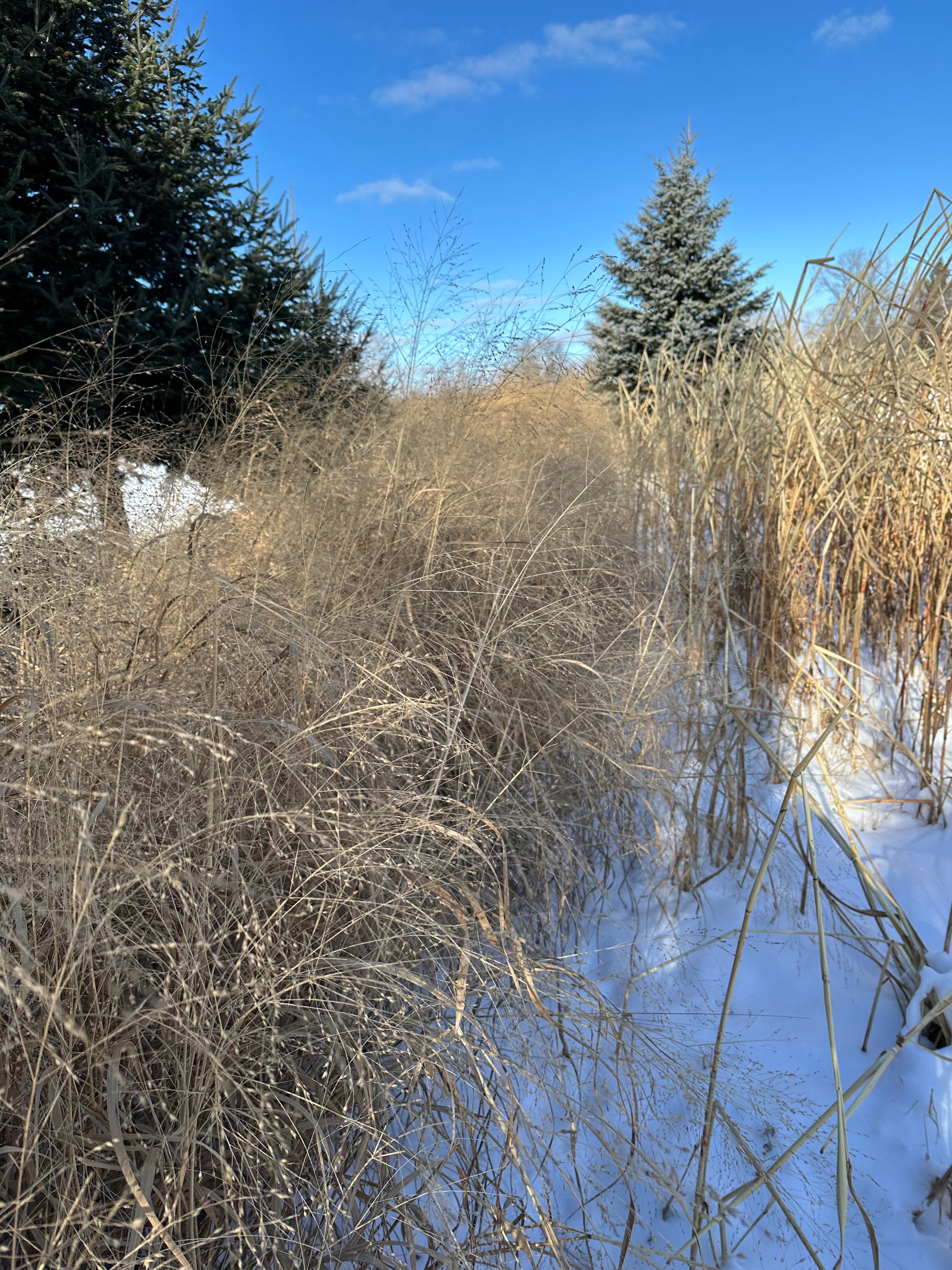 RC BIGROCK SWITCHGRASS ( 50 POUND BAG ) – Northwoods Whitetails