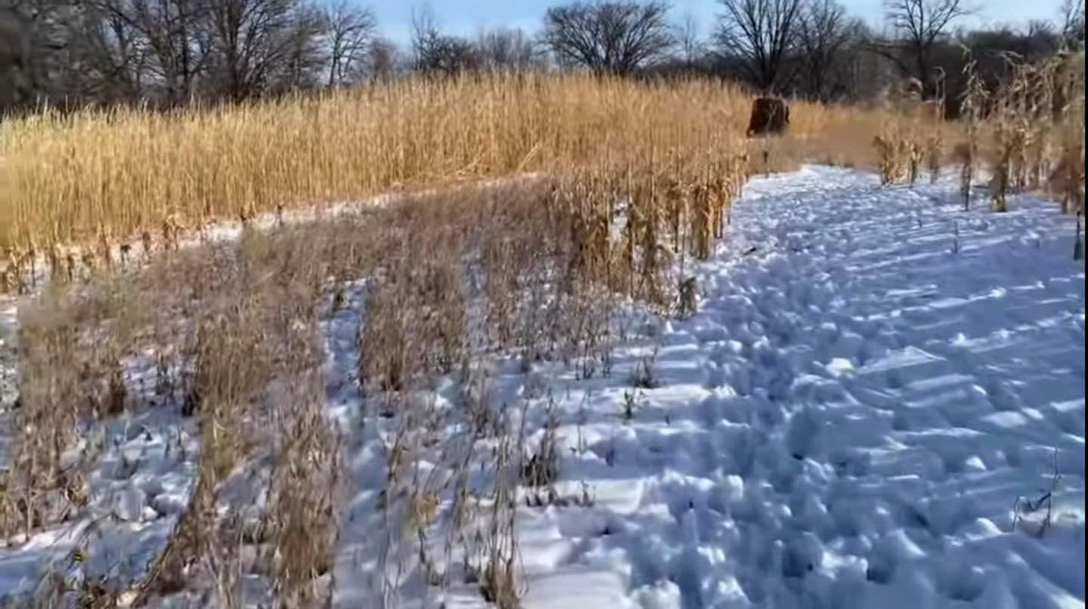 HEAVY DUTY FOOD PLOT SCREEN – Northwoods Whitetails Food Plot Seed