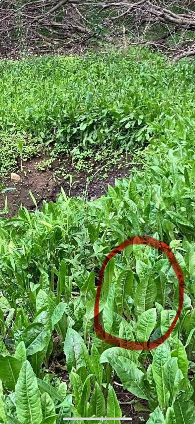 NORTHWOODS FORAGE CHICORY:  2 POUND BAG