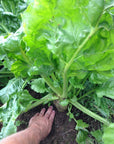 SUGAR BEETS