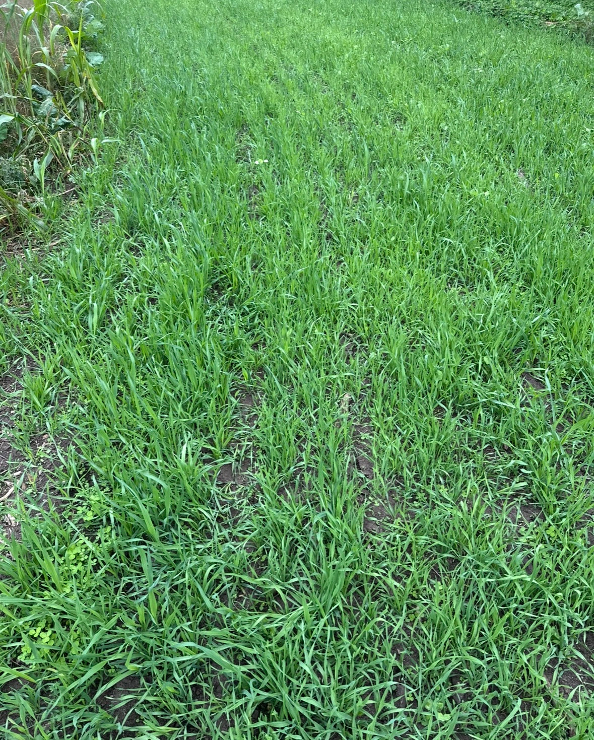 WHITETAIL FORAGE OATS