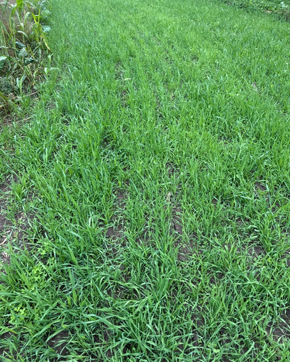 WHITETAIL FORAGE OATS