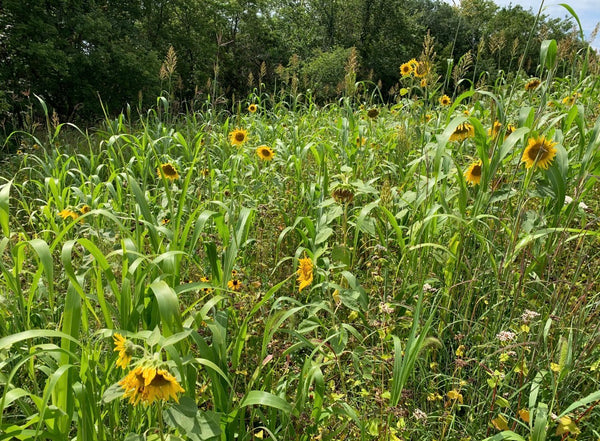 Soil Builder (Blend)