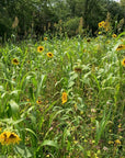 SOIL BUILDER BLEND