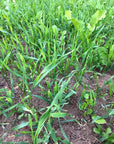 FALL FORAGE BLEND