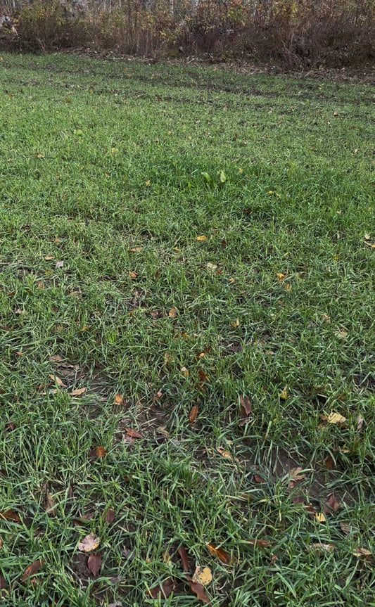 FALL FORAGE SANDY SOIL BLEND