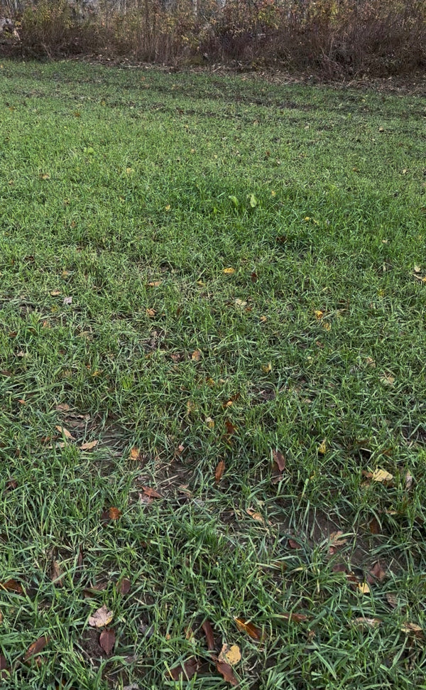 Fall Forage Sandy (Soil Blend)