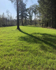 FALL FORAGE SANDY SOIL BLEND