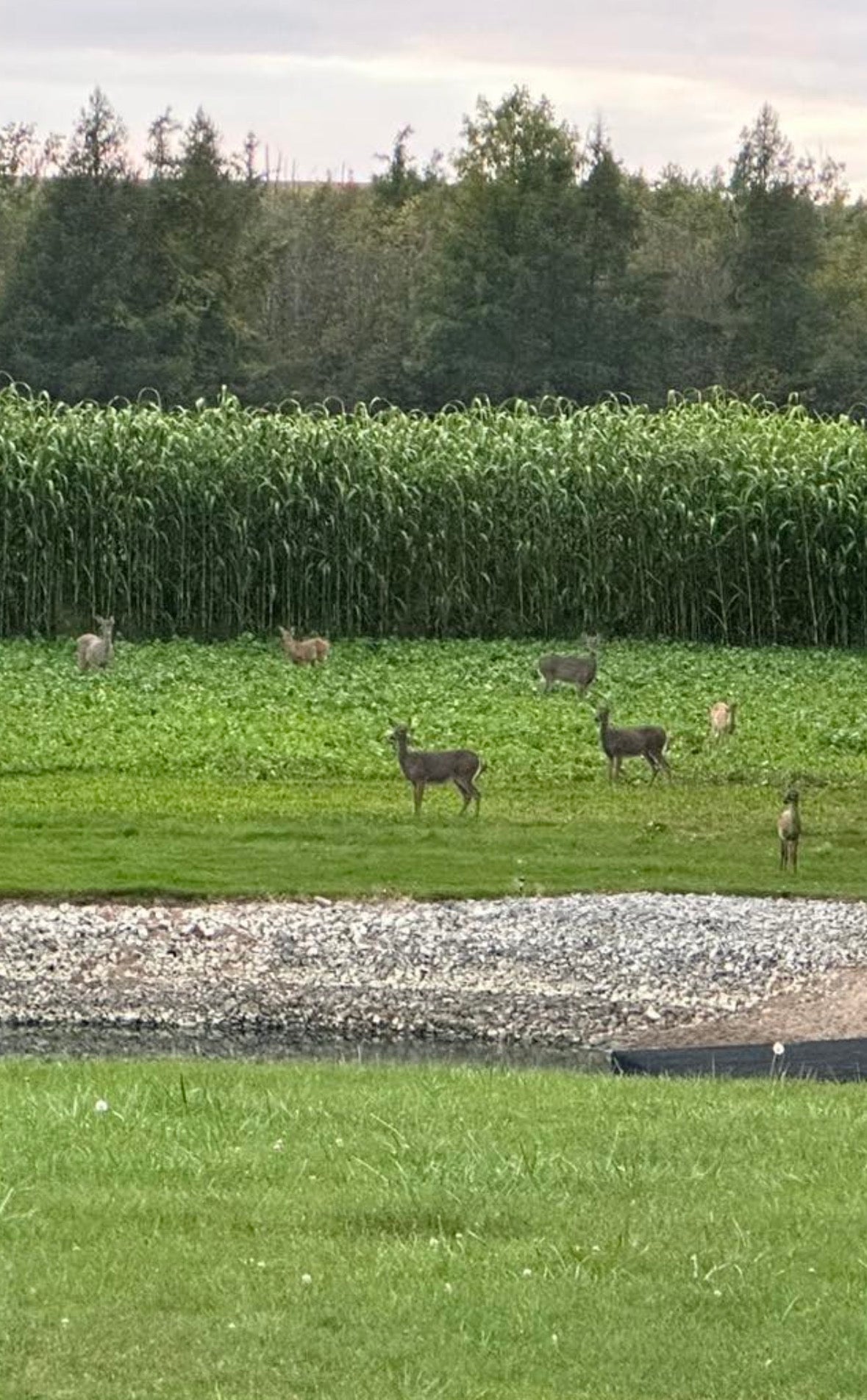 HEAVY DUTY FOOD PLOT SCREEN