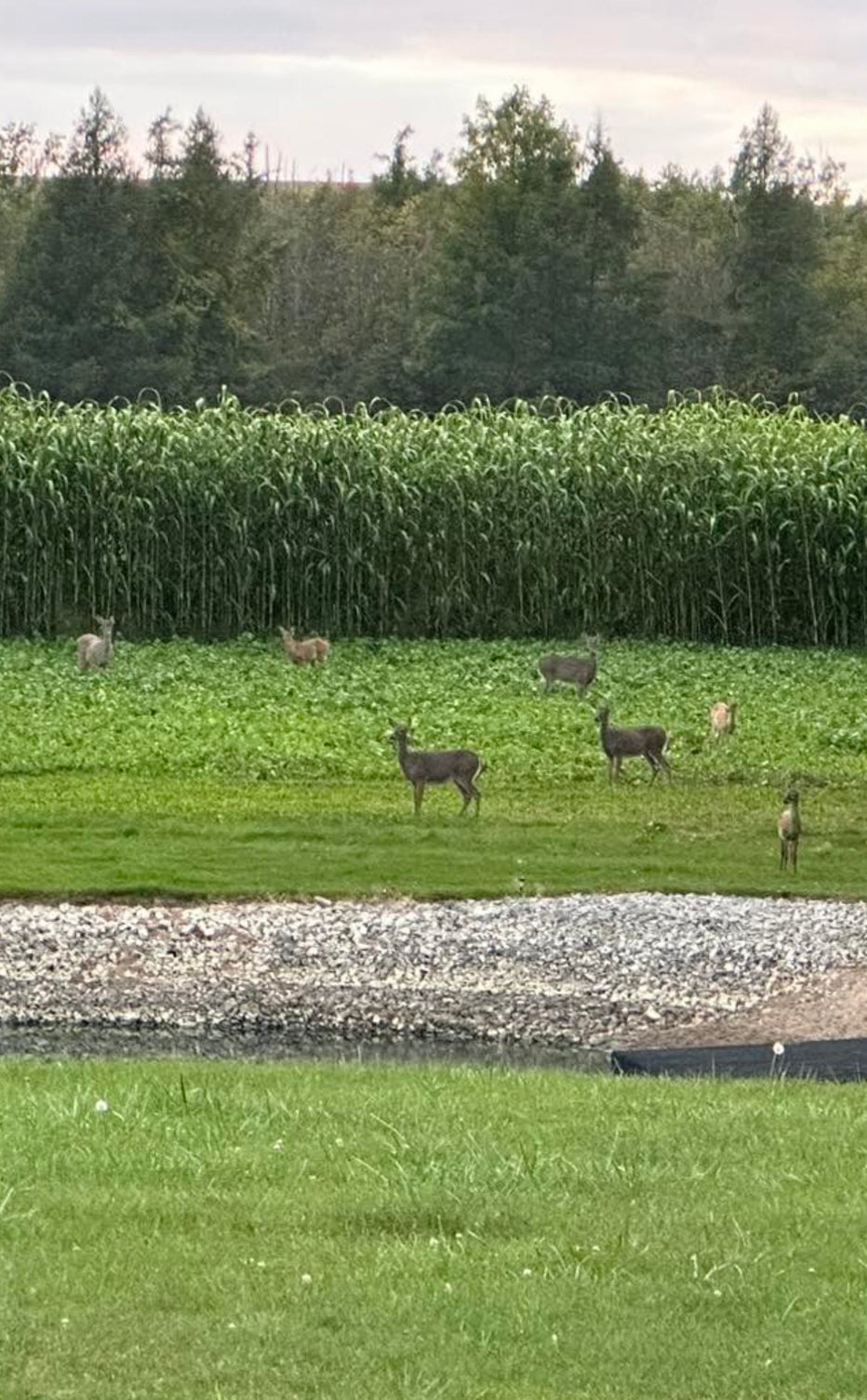 HEAVY DUTY FOOD PLOT SCREEN – Northwoods Whitetails Food Plot Seed