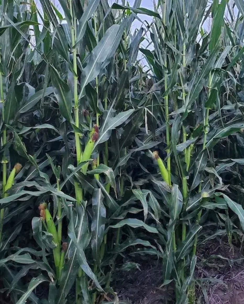 NORTH 82 GOLD SERIES CORN – Northwoods Whitetails Food Plot Seed