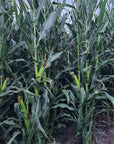 MIDWEST 96 GOLD SERIES CORN