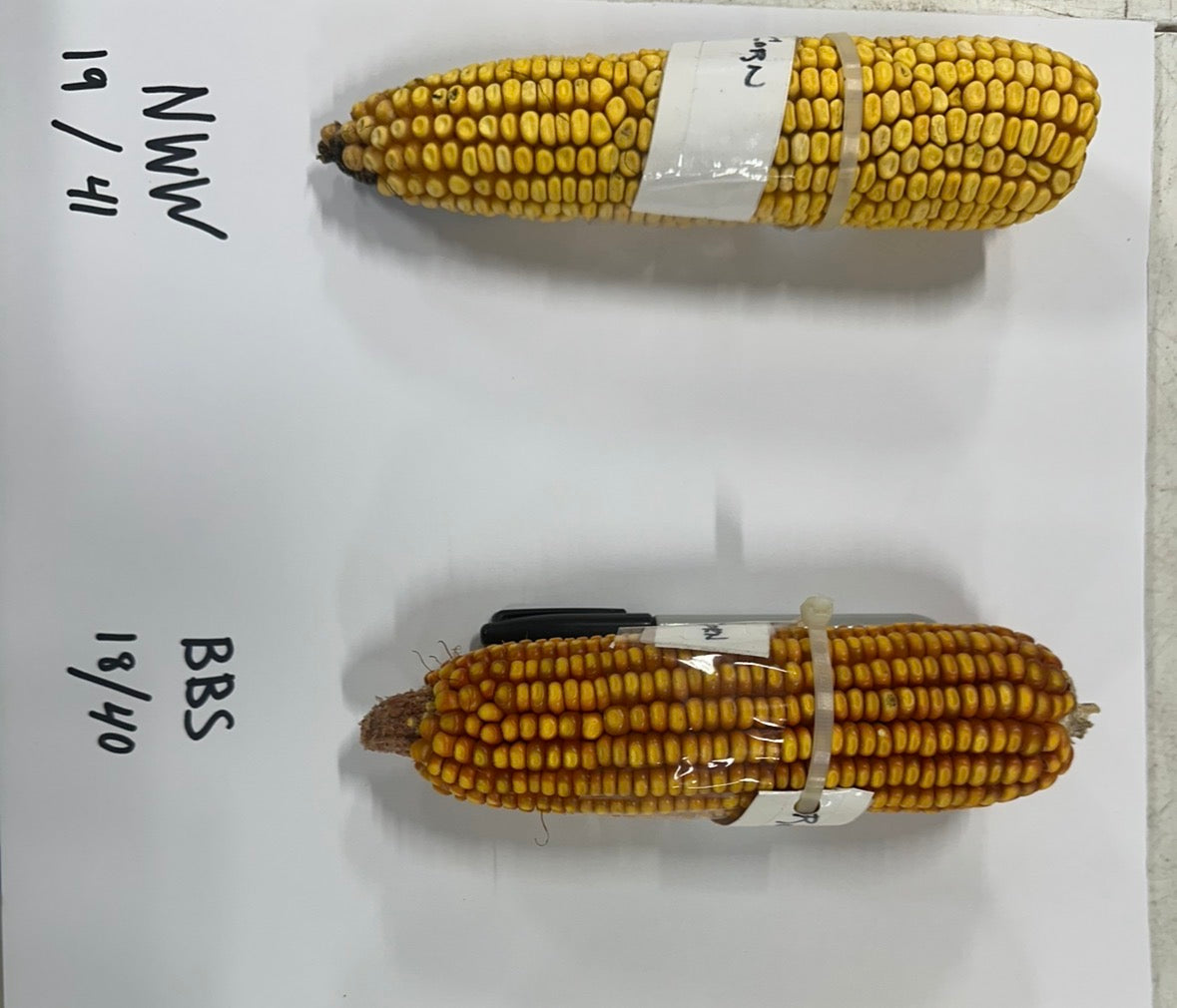 MIDWEST 96 GOLD SERIES CORN