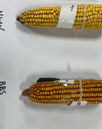 MIDWEST 96 GOLD SERIES CORN