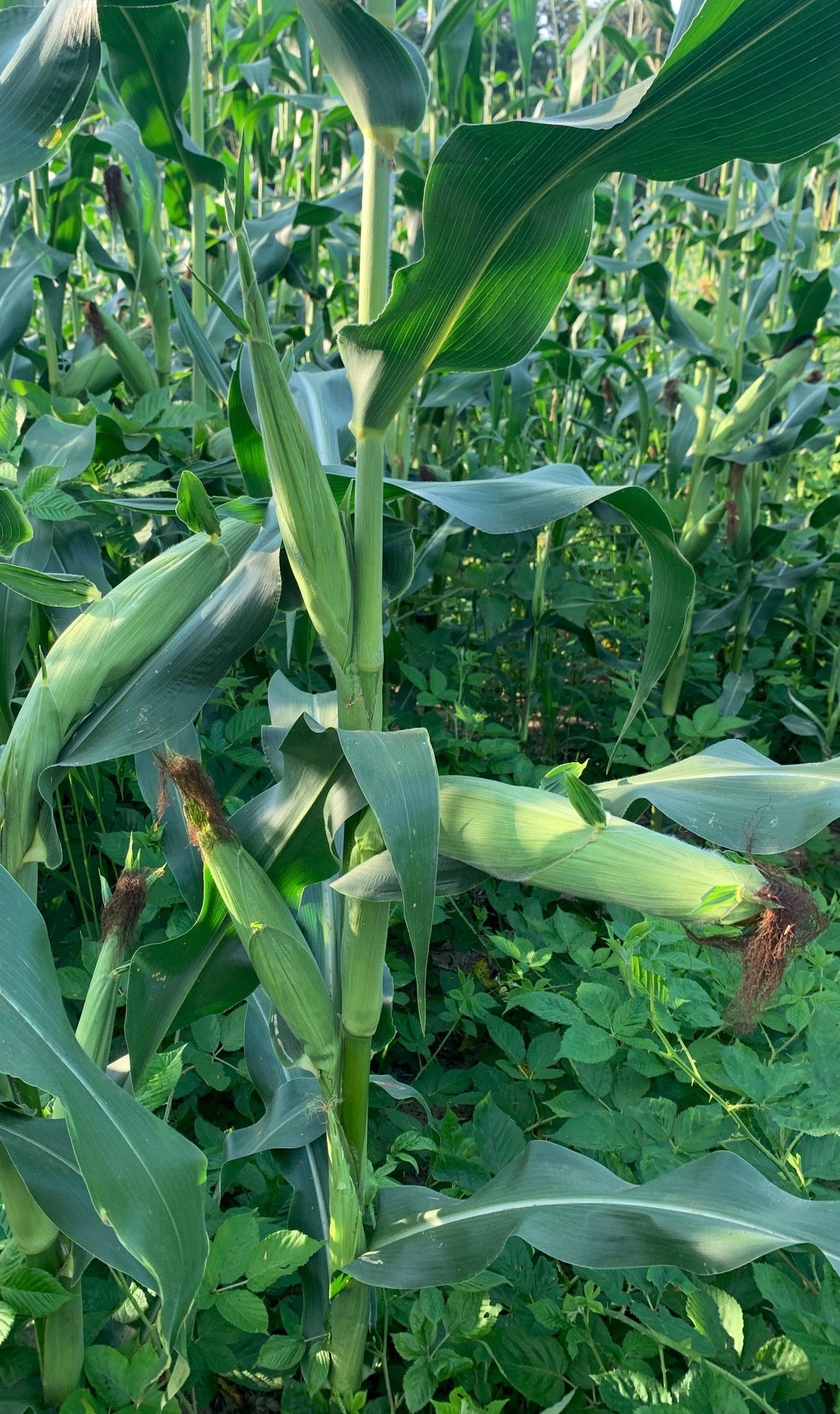 NORTH 82 GOLD SERIES CORN – Northwoods Whitetails Food Plot Seed