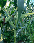 MIDWEST 96 GOLD SERIES CORN