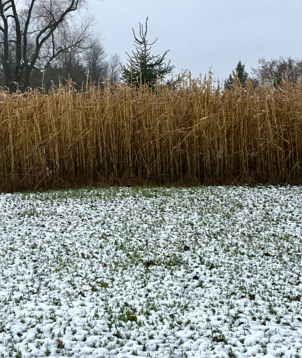 HEAVY DUTY FOOD PLOT SCREEN