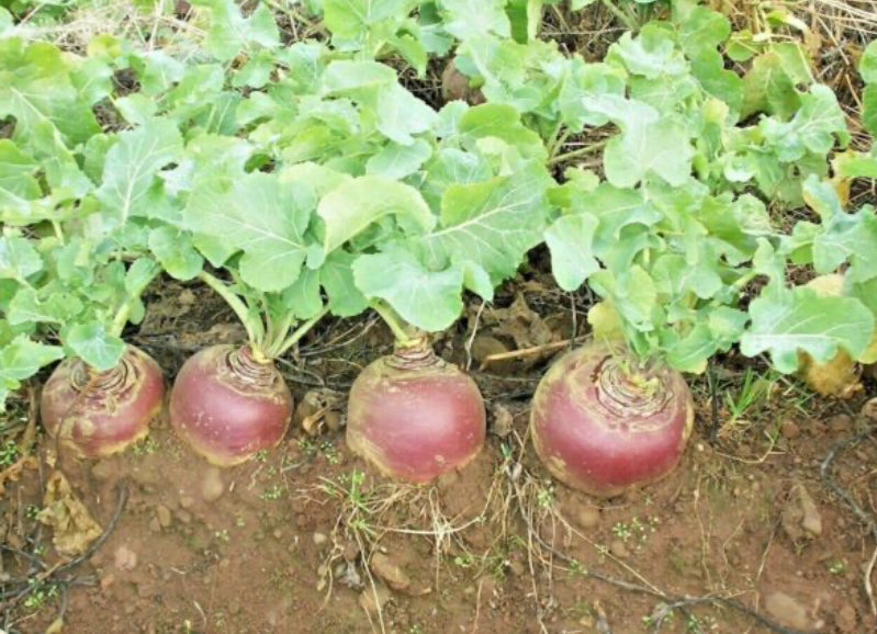 RUTABAGA