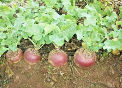RUTABAGA