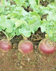 RUTABAGA- 2 pound bag