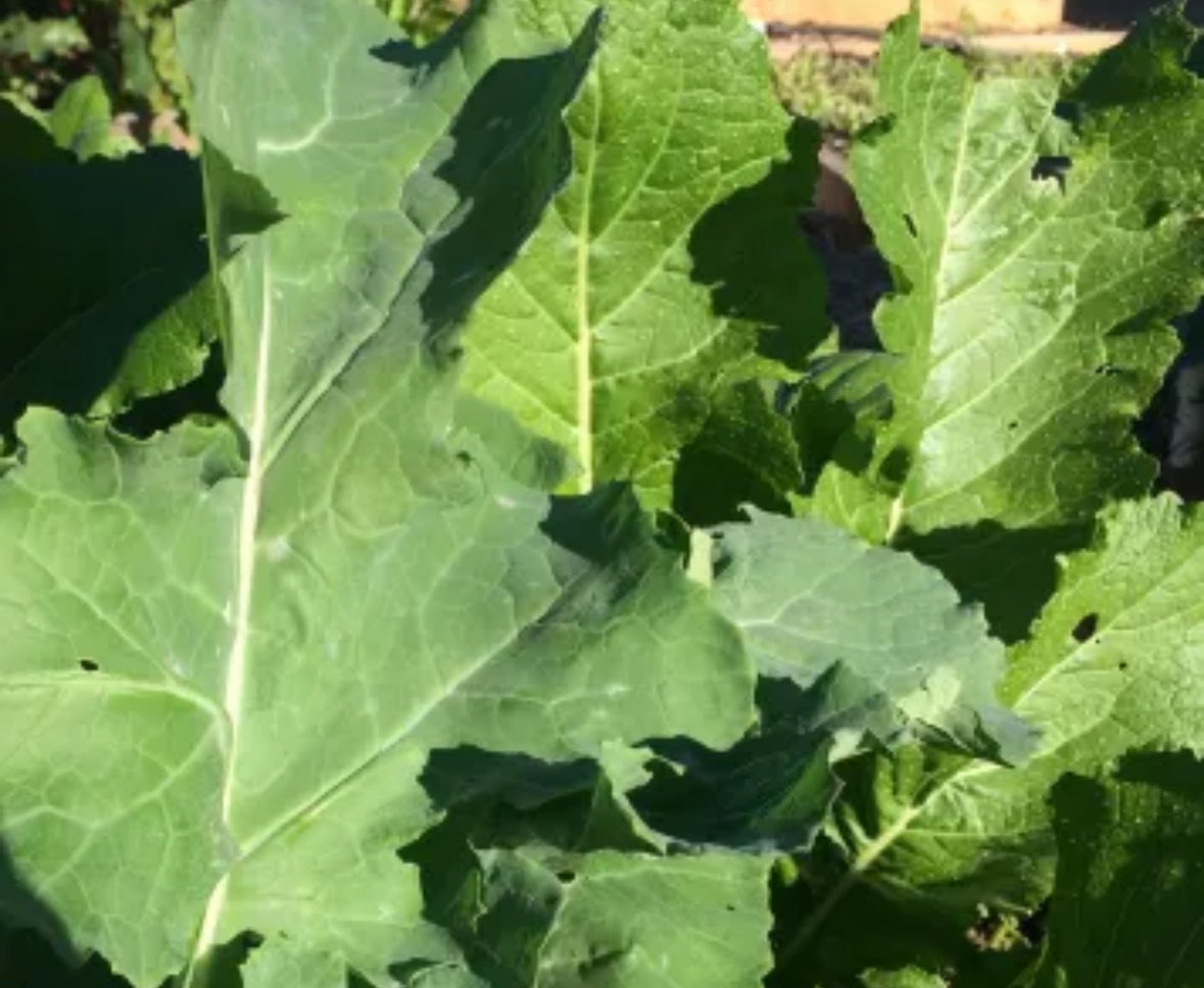 RUTABAGA