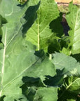 RUTABAGA- 2 pound bag