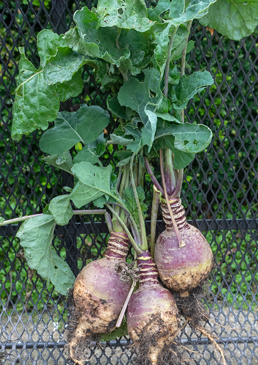 RUTABAGA
