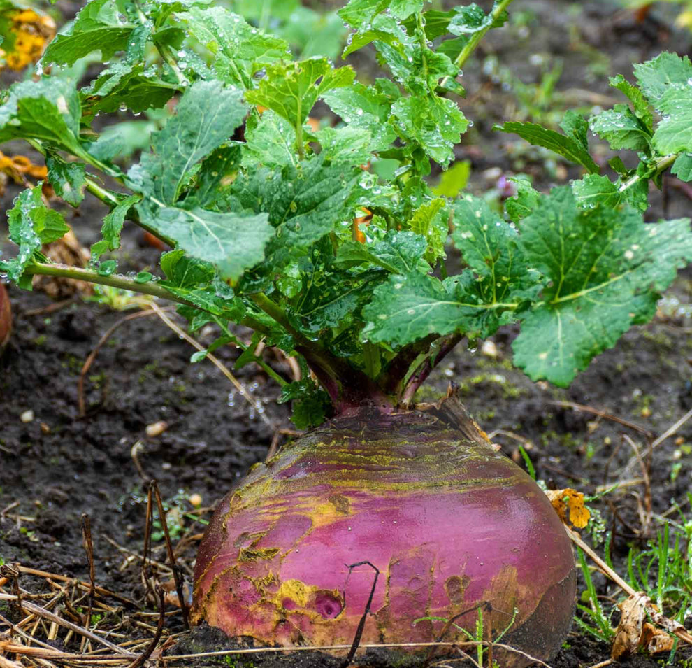 RUTABAGA- 2 pound bag – Northwoods Whitetails Food Plot Seed