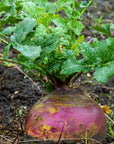 RUTABAGA- 2 pound bag