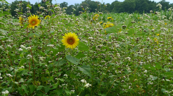 (Upland) Game Bird (Blend)