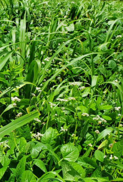 UPLAND GAME BIRD BLEND