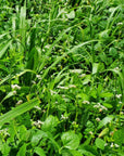 UPLAND GAME BIRD BLEND