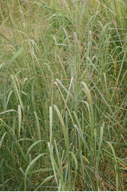 CAVE IN ROCK SWITCHGRASS