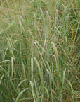 CAVE IN ROCK SWITCHGRASS - 5 pound bag