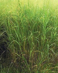 CAVE IN ROCK SWITCHGRASS - 5 pound bag