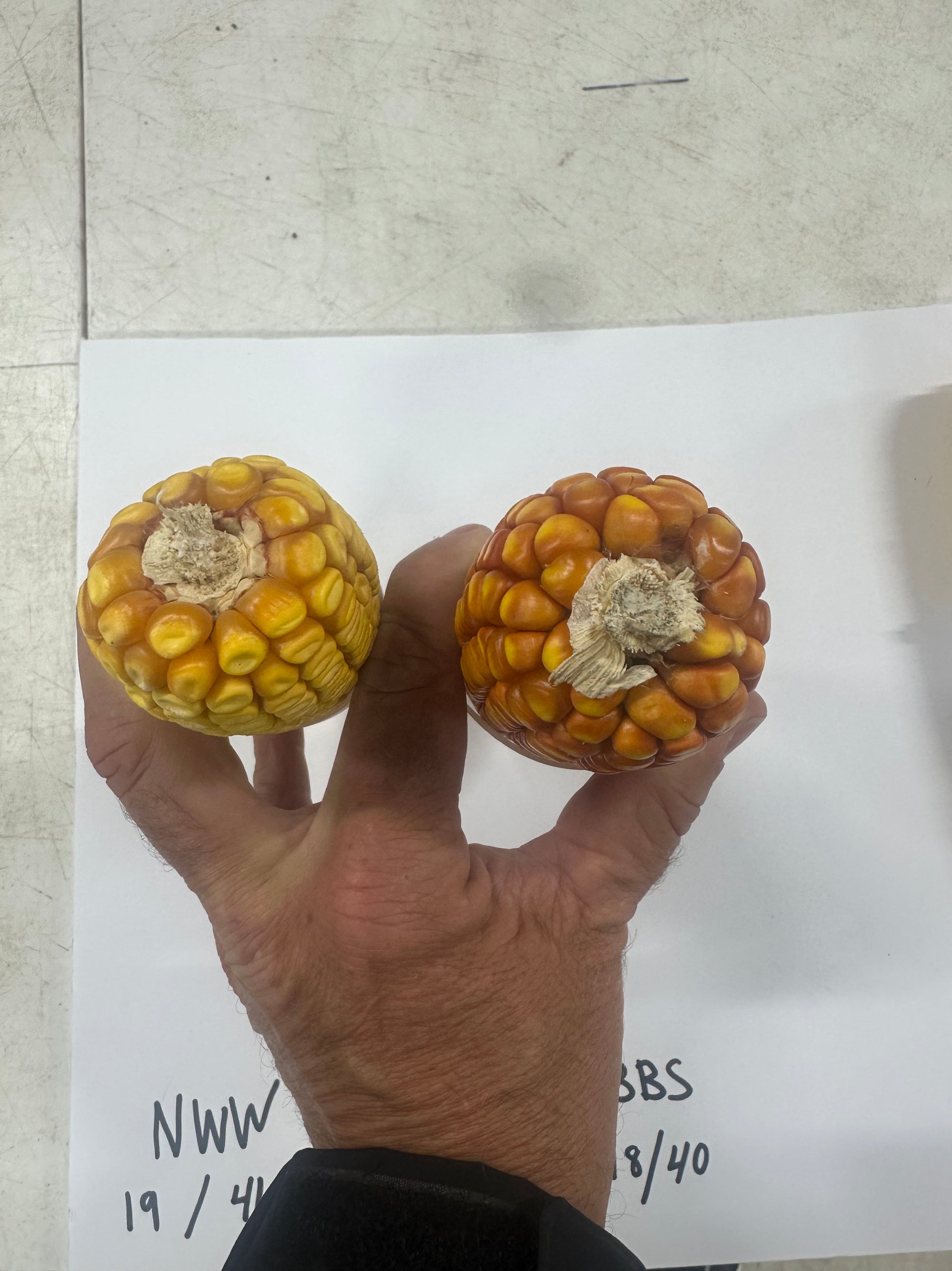 MIDWEST 96 GOLD SERIES CORN