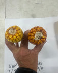 MIDWEST 96 GOLD SERIES CORN