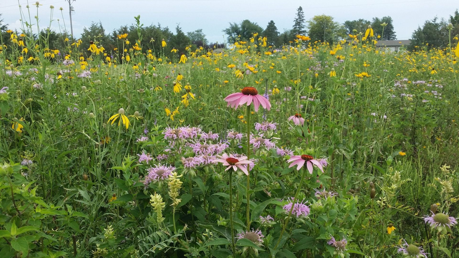 POLLINATOR BLEND : ( 1 ACRE ) – Northwoods Whitetails Food Plot Seed