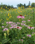 There are many different types of flowers in this field.