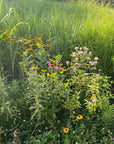 POLLINATOR BLEND : ( 1 ACRE )