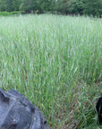 RYE / WINTER RYE / CEREAL RYE