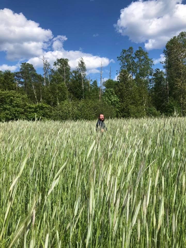 RYE / WINTER RYE / CEREAL RYE