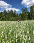 RYE / WINTER RYE / CEREAL RYE