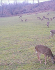 FALL FORAGE SANDY SOIL BLEND