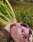 SWEET FEAST BRASSICA BLEND