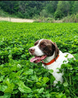 CLOVER BLEND